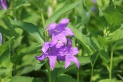 Charmantes Schattenbeet (Blüten-& Blattschmuck Für Lichtarme Gartenbereiche) -Günstiges Pflanzen Land Geschäft 2003348 Charmantes 20Schattenbeet Blueten 20Blattschmuck 20fuer 20lichtarme 20Gartenbereiche 11