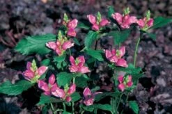 Charmantes Schattenbeet (Blüten-& Blattschmuck Für Lichtarme Gartenbereiche) -Günstiges Pflanzen Land Geschäft 2003348 Charmantes 20Schattenbeet Blueten 20Blattschmuck 20fuer 20lichtarme 20Gartenbereiche 12