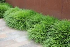 Charmantes Schattenbeet (Blüten-& Blattschmuck Für Lichtarme Gartenbereiche) -Günstiges Pflanzen Land Geschäft 2003348 Charmantes 20Schattenbeet Blueten 20Blattschmuck 20fuer 20lichtarme 20Gartenbereiche 16