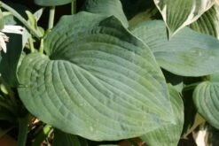 Charmantes Schattenbeet (Blüten-& Blattschmuck Für Lichtarme Gartenbereiche) -Günstiges Pflanzen Land Geschäft 2003348 Charmantes 20Schattenbeet Blueten 20Blattschmuck 20fuer 20lichtarme 20Gartenbereiche 17