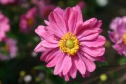 Charmantes Schattenbeet (Blüten-& Blattschmuck Für Lichtarme Gartenbereiche) -Günstiges Pflanzen Land Geschäft 2003348 Charmantes 20Schattenbeet Blueten 20Blattschmuck 20fuer 20lichtarme 20Gartenbereiche 3