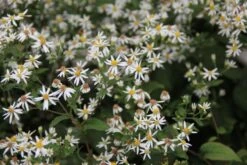 Charmantes Schattenbeet (Blüten-& Blattschmuck Für Lichtarme Gartenbereiche) -Günstiges Pflanzen Land Geschäft 2003348 Charmantes 20Schattenbeet Blueten 20Blattschmuck 20fuer 20lichtarme 20Gartenbereiche 5