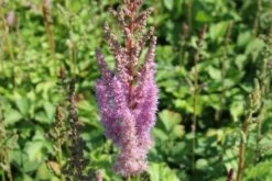 Charmantes Schattenbeet (Blüten-& Blattschmuck Für Lichtarme Gartenbereiche) -Günstiges Pflanzen Land Geschäft 2003348 Charmantes 20Schattenbeet Blueten 20Blattschmuck 20fuer 20lichtarme 20Gartenbereiche 6