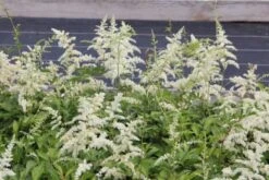 Charmantes Schattenbeet (Blüten-& Blattschmuck Für Lichtarme Gartenbereiche) -Günstiges Pflanzen Land Geschäft 2003348 Charmantes 20Schattenbeet Blueten 20Blattschmuck 20fuer 20lichtarme 20Gartenbereiche 7