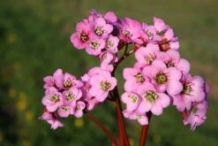 Charmantes Schattenbeet (Blüten-& Blattschmuck Für Lichtarme Gartenbereiche) -Günstiges Pflanzen Land Geschäft 2003348 Charmantes 20Schattenbeet Blueten 20Blattschmuck 20fuer 20lichtarme 20Gartenbereiche 8