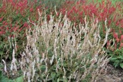 Charmantes Schattenbeet (Blüten-& Blattschmuck Für Lichtarme Gartenbereiche) -Günstiges Pflanzen Land Geschäft 2003348 Charmantes 20Schattenbeet Blueten 20Blattschmuck 20fuer 20lichtarme 20Gartenbereiche 9