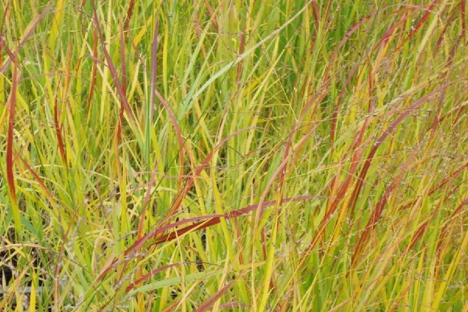 Gräsermeer (Wogende (Pflege-)Leichtigkeit) 12 Gräsermeer (Wogende (Pflege-)Leichtigkeit) – Bild 10