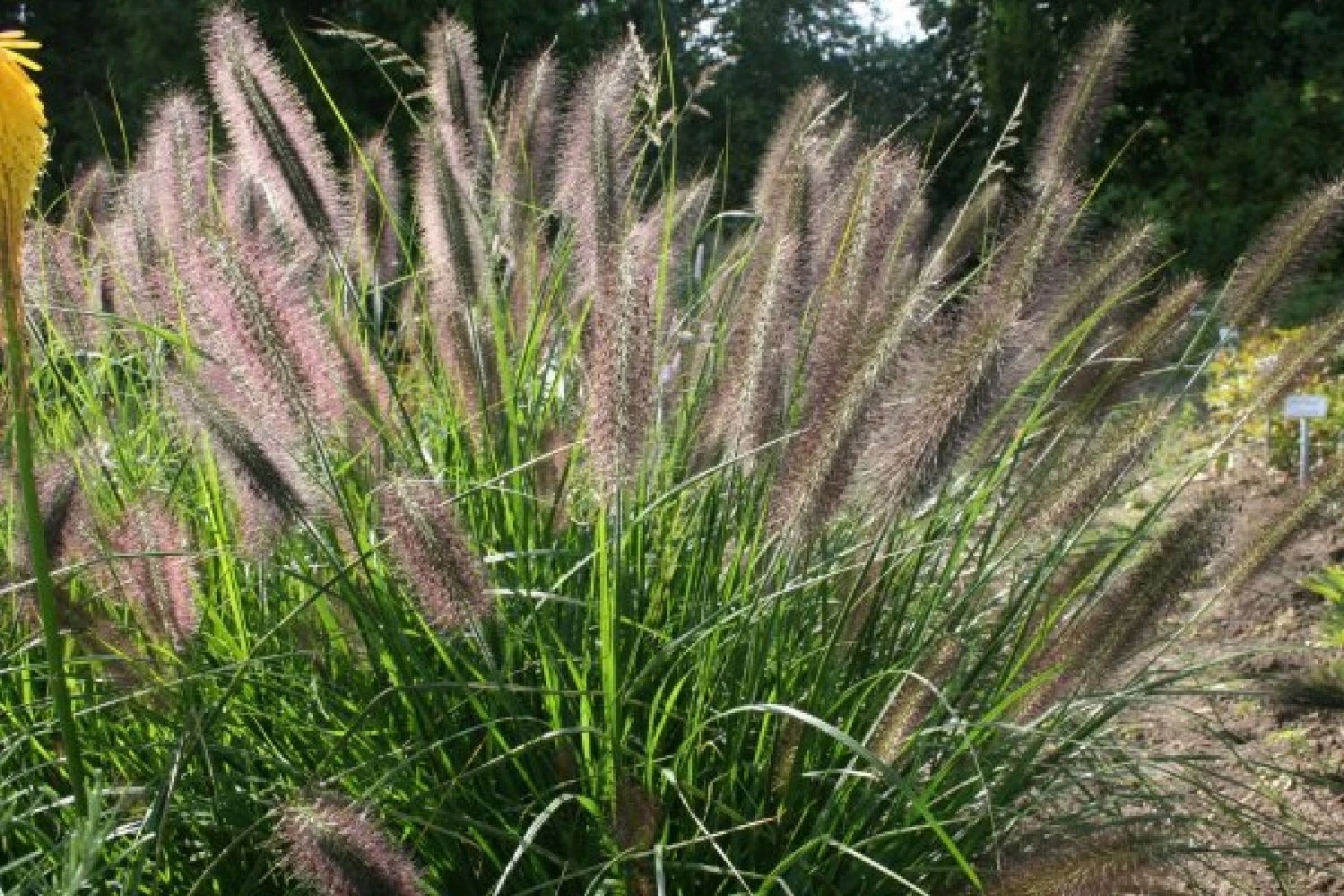 Gräsermeer (Wogende (Pflege-)Leichtigkeit) 13 Gräsermeer (Wogende (Pflege-)Leichtigkeit) – Bild 11