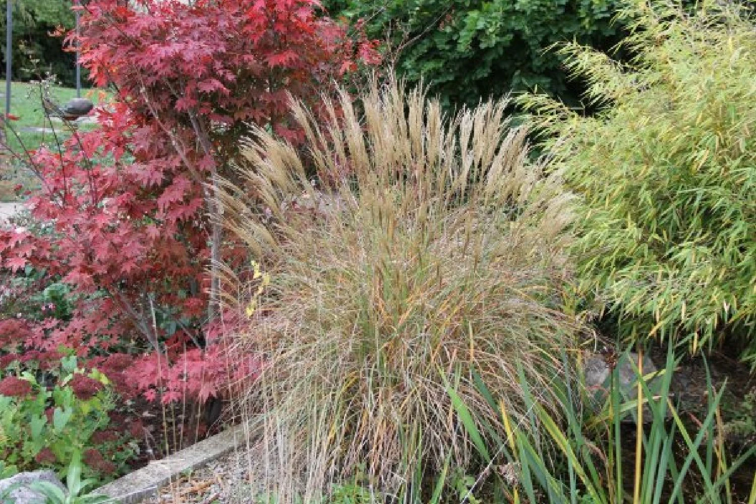 Gräsermeer (Wogende (Pflege-)Leichtigkeit) 17 Gräsermeer (Wogende (Pflege-)Leichtigkeit) – Bild 15