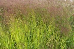 Gräsermeer (Wogende (Pflege-)Leichtigkeit) 33 Gräsermeer (Wogende (Pflege-)Leichtigkeit) -Günstiges Pflanzen Land Geschäft 2003439 Graesermeer Wogende 20Pflege Leichtigkeit 16