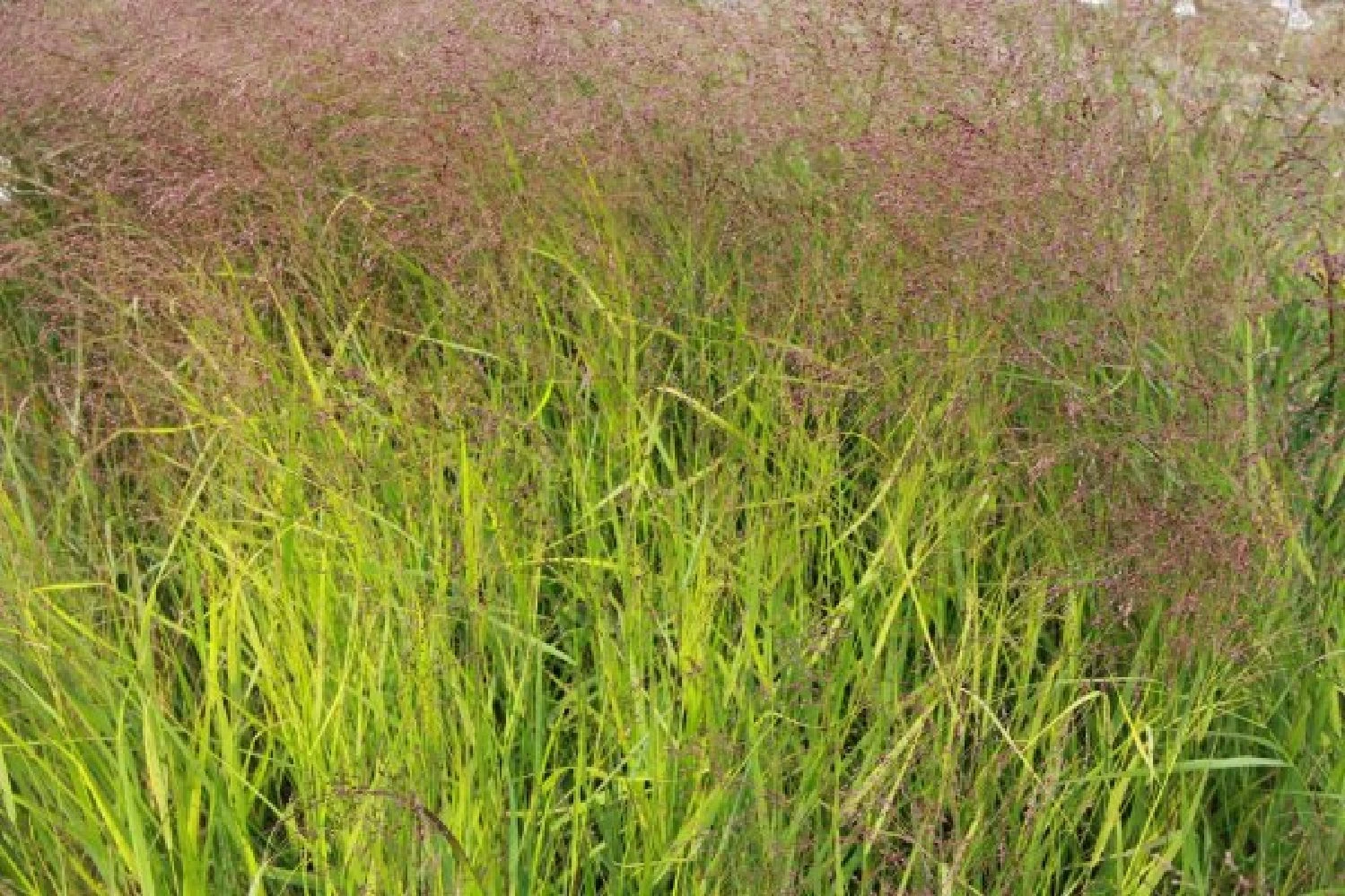 Gräsermeer (Wogende (Pflege-)Leichtigkeit) 18 Gräsermeer (Wogende (Pflege-)Leichtigkeit) – Bild 16