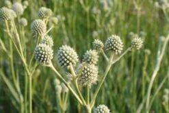 Gräsermeer (Wogende (Pflege-)Leichtigkeit) 23 Gräsermeer (Wogende (Pflege-)Leichtigkeit) -Günstiges Pflanzen Land Geschäft 2003439 Graesermeer Wogende 20Pflege Leichtigkeit 6