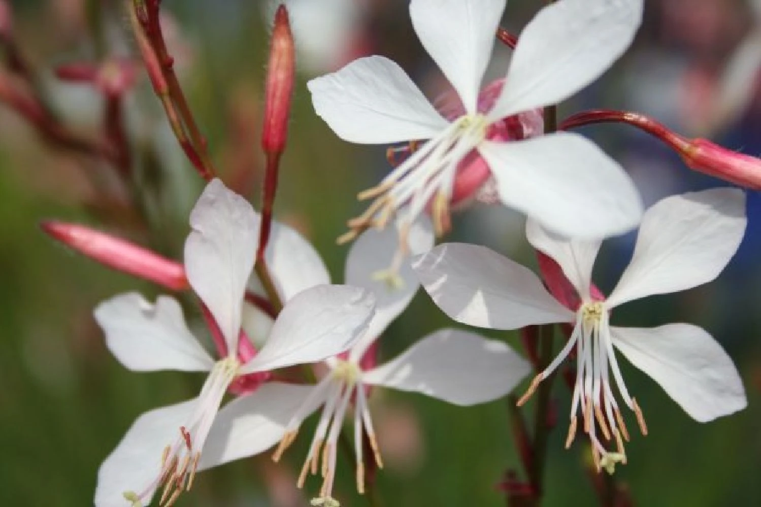 Gräsermeer (Wogende (Pflege-)Leichtigkeit) 9 Gräsermeer (Wogende (Pflege-)Leichtigkeit) – Bild 7