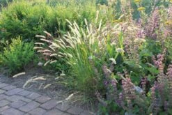 Gräsermeer (Wogende (Pflege-)Leichtigkeit) 25 Gräsermeer (Wogende (Pflege-)Leichtigkeit) -Günstiges Pflanzen Land Geschäft 2003439 Graesermeer Wogende 20Pflege Leichtigkeit 8