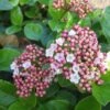 Viburnum Tinus 'Lisa Rose' (Lorbeer-Schneeball) -Günstiges Pflanzen Land Geschäft 2003478 Viburnum 20tinus 20Lisa 20Rose Lorbeer Schneeball 1