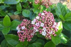 Viburnum Tinus 'Lisa Rose' (Lorbeer-Schneeball)