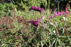 Buddleja Davidii 'Magenta Munchkin' (Sommerflieder) -Günstiges Pflanzen Land Geschäft 2003514 Buddleja 20davidii 20Magenta 20Munchkin Sommerflieder 3