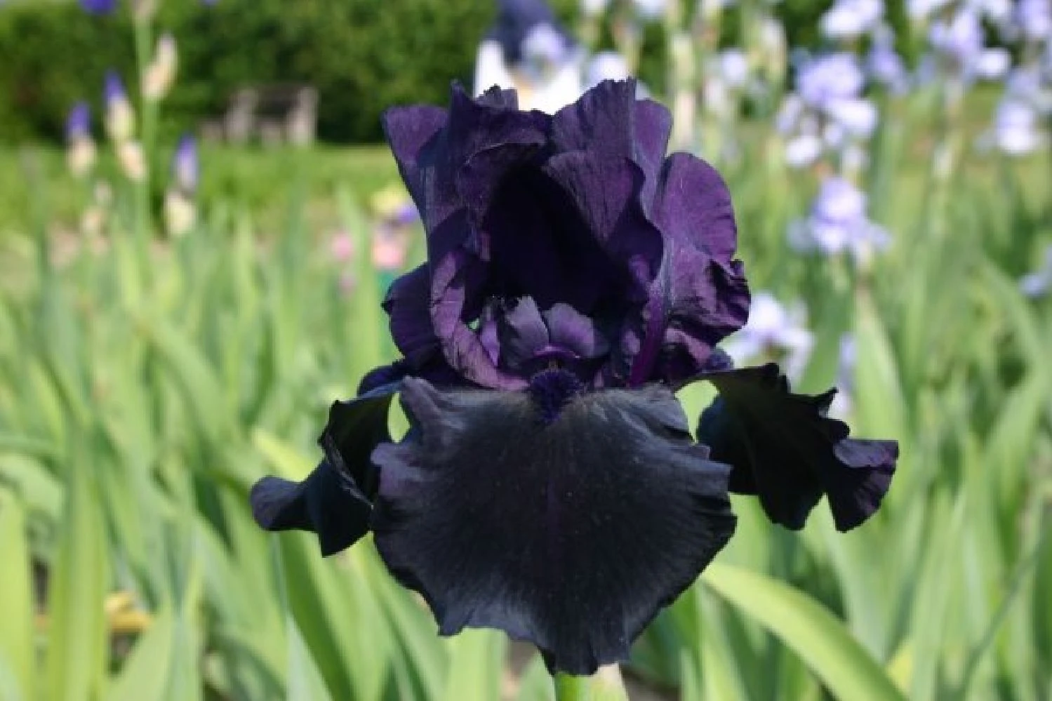 Männerbeet (Imposante Staudenpracht In Kühlen Farbtönen) 12 Männerbeet (Imposante Staudenpracht In Kühlen Farbtönen) – Bild 10