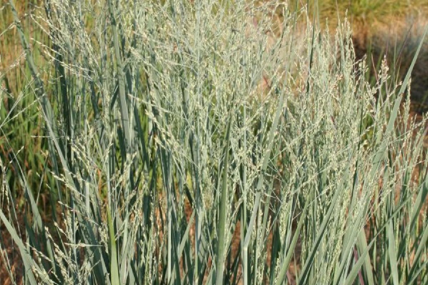 Männerbeet (Imposante Staudenpracht In Kühlen Farbtönen) 14 Männerbeet (Imposante Staudenpracht In Kühlen Farbtönen) – Bild 12