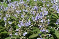 Männerbeet (Imposante Staudenpracht In Kühlen Farbtönen) 35 Männerbeet (Imposante Staudenpracht In Kühlen Farbtönen) -Günstiges Pflanzen Land Geschäft 2003530 Maennerbeet Imposante 20Staudenpracht 20in 20kuehlen 20Farbtoenen 16