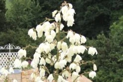 Männerbeet (Imposante Staudenpracht In Kühlen Farbtönen) 37 Männerbeet (Imposante Staudenpracht In Kühlen Farbtönen) -Günstiges Pflanzen Land Geschäft 2003530 Maennerbeet Imposante 20Staudenpracht 20in 20kuehlen 20Farbtoenen 18