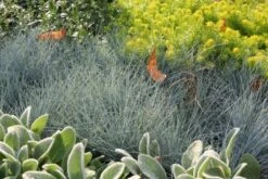 Männerbeet (Imposante Staudenpracht In Kühlen Farbtönen) 26 Männerbeet (Imposante Staudenpracht In Kühlen Farbtönen) -Günstiges Pflanzen Land Geschäft 2003530 Maennerbeet Imposante 20Staudenpracht 20in 20kuehlen 20Farbtoenen 7