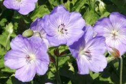 Männerbeet (Imposante Staudenpracht In Kühlen Farbtönen) 27 Männerbeet (Imposante Staudenpracht In Kühlen Farbtönen) -Günstiges Pflanzen Land Geschäft 2003530 Maennerbeet Imposante 20Staudenpracht 20in 20kuehlen 20Farbtoenen 8