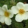 Potentilla Fruticosa 'Crème Brulée' (Fingerstrauch) -Günstiges Pflanzen Land Geschäft 2003536 Potentilla 20fruticosa 20Crme 20Brule Fingerstrauch 1