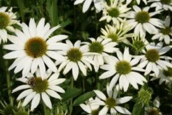 Leuchtender Herbst (Farbenfroher Ausklang Im Garten) -Günstiges Pflanzen Land Geschäft 2003555 Leuchtender 20Herbst Farbenfroher 20Ausklang 20im 20Garten 10