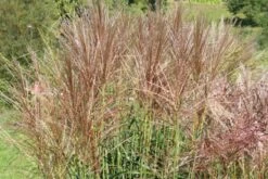 Leuchtender Herbst (Farbenfroher Ausklang Im Garten) -Günstiges Pflanzen Land Geschäft 2003555 Leuchtender 20Herbst Farbenfroher 20Ausklang 20im 20Garten 12