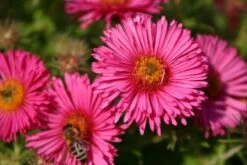 Leuchtender Herbst (Farbenfroher Ausklang Im Garten) -Günstiges Pflanzen Land Geschäft 2003555 Leuchtender 20Herbst Farbenfroher 20Ausklang 20im 20Garten 4