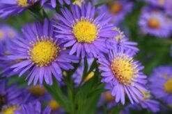 Leuchtender Herbst (Farbenfroher Ausklang Im Garten) -Günstiges Pflanzen Land Geschäft 2003555 Leuchtender 20Herbst Farbenfroher 20Ausklang 20im 20Garten 5