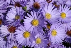 Leuchtender Herbst (Farbenfroher Ausklang Im Garten) -Günstiges Pflanzen Land Geschäft 2003555 Leuchtender 20Herbst Farbenfroher 20Ausklang 20im 20Garten 6