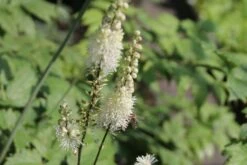 Leuchtender Herbst (Farbenfroher Ausklang Im Garten) -Günstiges Pflanzen Land Geschäft 2003555 Leuchtender 20Herbst Farbenfroher 20Ausklang 20im 20Garten 9