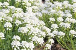 Das Streifenbeet (Blütenreicher Saum Für Wege, Mauern & Zäune) -Günstiges Pflanzen Land Geschäft 2003627 Das 20Streifenbeet Bluetenreicher 20Saum 20fuer 20Wege 20Mauern 20 20Zaeune 10