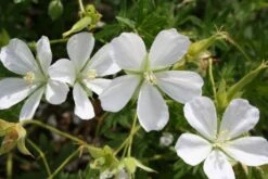 Das Streifenbeet (Blütenreicher Saum Für Wege, Mauern & Zäune) -Günstiges Pflanzen Land Geschäft 2003627 Das 20Streifenbeet Bluetenreicher 20Saum 20fuer 20Wege 20Mauern 20 20Zaeune 8