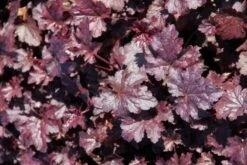 Das Streifenbeet (Blütenreicher Saum Für Wege, Mauern & Zäune) -Günstiges Pflanzen Land Geschäft 2003627 Das 20Streifenbeet Bluetenreicher 20Saum 20fuer 20Wege 20Mauern 20 20Zaeune 9