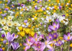 Crocus Mix 'Bienenweide' (Nektarreiche Krokus-Mischung)