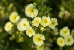 Potentilla Fruticosa 'Lemon Meringue' (Fingerstrauch)