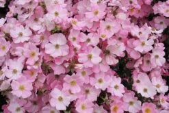 Rose 'Fortuna' (Kleinstrauchrose)