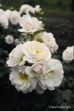 Rose 'Sirius' (Beetrose) -Günstiges Pflanzen Land Geschäft 2003694 Rose 20Sirius Beetrose 2