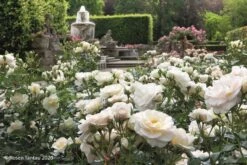 Rose 'Sirius' (Beetrose) -Günstiges Pflanzen Land Geschäft 2003694 Rose 20Sirius Beetrose 3