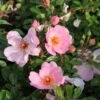 Rose 'Sweet Haze' (Bienenweide)