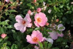Rose 'Sweet Haze' (Bienenweide)