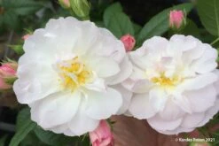 Rose 'Sweet Siluetta' (Miniclimber)