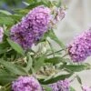 Buddleja Buzz® 'Violet' (Zwerg-Sommerflieder) -Günstiges Pflanzen Land Geschäft 2003767 Buddleja 20Buzz 20Violet Zwerg Sommerflieder 1