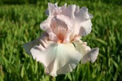 Alhambra (Urlaubsfeeling Im Eigenen Garten) 29 Alhambra (Urlaubsfeeling Im Eigenen Garten) -Günstiges Pflanzen Land Geschäft 2003817 Alhambra Urlaubsfeeling 20im 20eigenen 20Garten 10