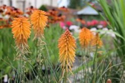 Alhambra (Urlaubsfeeling Im Eigenen Garten) 31 Alhambra (Urlaubsfeeling Im Eigenen Garten) -Günstiges Pflanzen Land Geschäft 2003817 Alhambra Urlaubsfeeling 20im 20eigenen 20Garten 12