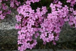 Alhambra (Urlaubsfeeling Im Eigenen Garten) 34 Alhambra (Urlaubsfeeling Im Eigenen Garten) -Günstiges Pflanzen Land Geschäft 2003817 Alhambra Urlaubsfeeling 20im 20eigenen 20Garten 15