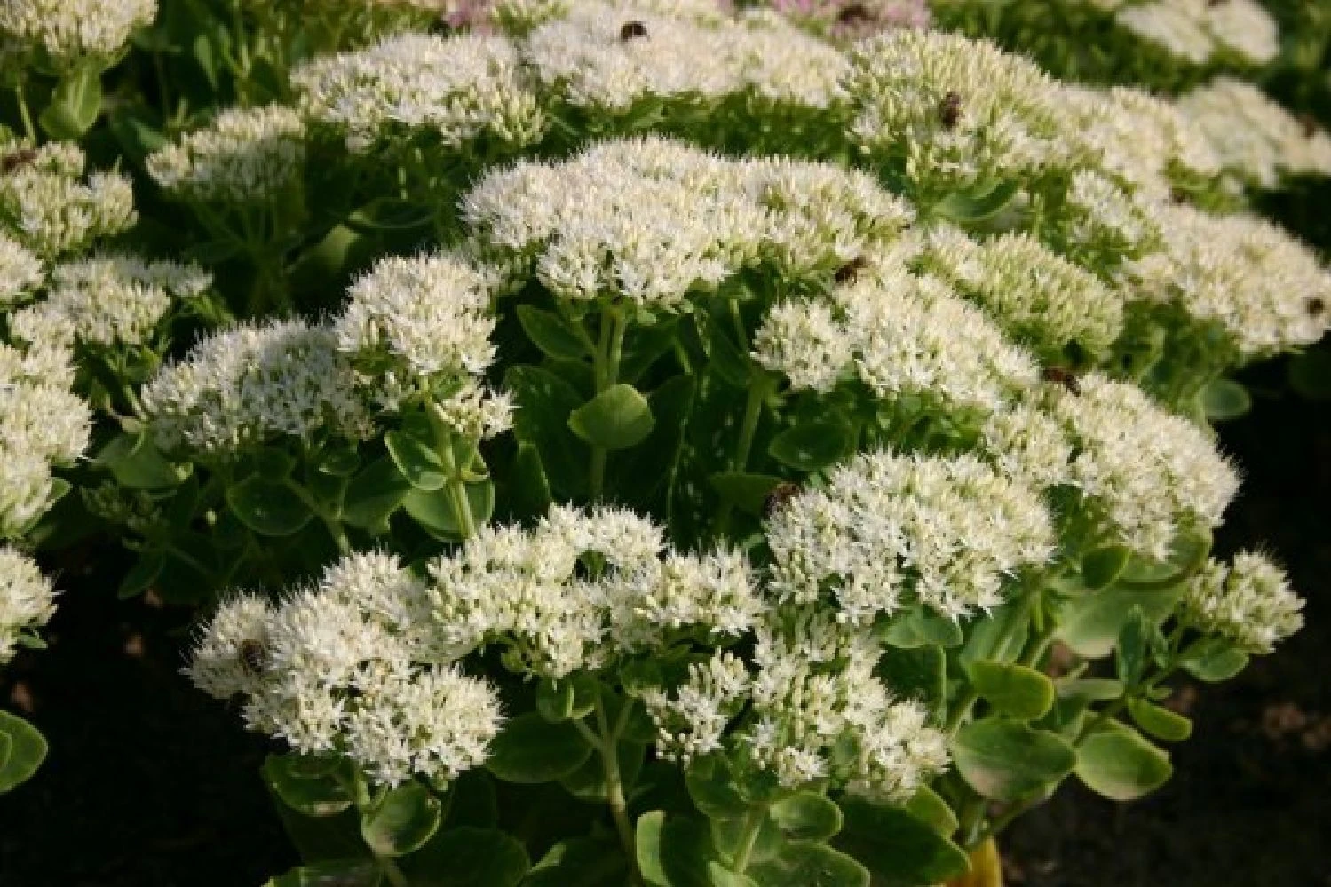 Alhambra (Urlaubsfeeling Im Eigenen Garten) 18 Alhambra (Urlaubsfeeling Im Eigenen Garten) – Bild 16